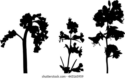 Silhouettes of wildflowers