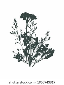 Silhouettes of wildflowers set vector illustration. Decorative  plants illustration, good for printing. Great for label, print, packaging, fabric.