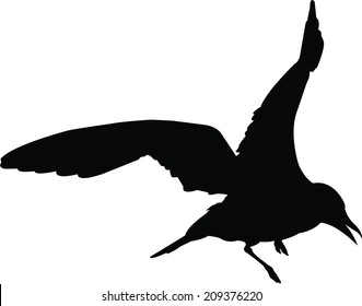 Silhoutte Seagull Bird