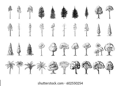 Pine Tree Forest Sketch Stock Vectors, Images & Vector Art | Shutterstock