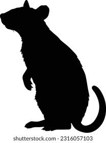 Silhuette rat animal black and white images