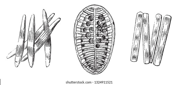 Siliceous shells diatomaceous Plant of the family of Algae, vintage engraved illustration. Zoology Elements from Paul Gervais.
