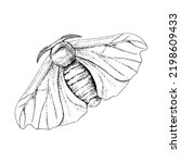 Silk moth isolated on a white background