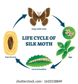 9,606 Silkworm Larvae Images, Stock Photos & Vectors | Shutterstock