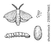 Silk moth metamorphosis and life stages. Silkworm black and white vector illustration isolated on white background