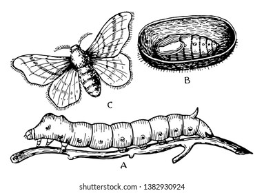 Silk Moth Stages Where The Cocoon Is Cut Open To Show The Pupa Lying Within, Vintage Line Drawing Or Engraving Illustration.