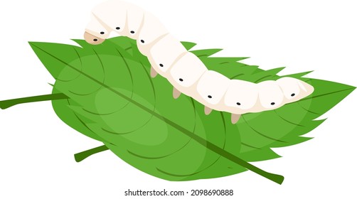 Silk worm, illustration, vector on a white background.