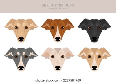 Silken Windhound clipart. All coat colors set.  All dog breeds characteristics infographic. Vector illustration