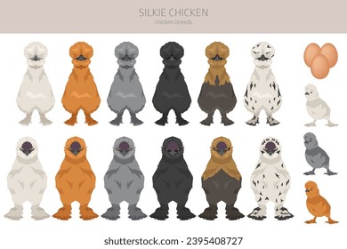 Silkie Chicken breeds clipart. Poultry and farm animals. Different colors set.  Vector illustration