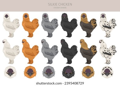 Silkie Chicken breeds clipart. Poultry and farm animals. Different colors set.  Vector illustration