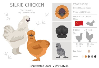 Silkie Chicken breeds clipart. Poultry and farm animals. Different colors set.  Vector illustration