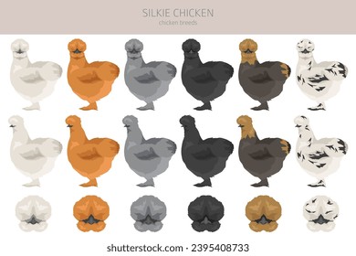 Silkie Chicken breeds clipart. Poultry and farm animals. Different colors set.  Vector illustration