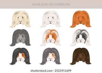 Clipart de porcos da Silkie Guinea. Sheltie Cavy Todas as cores do casaco cavies conjunto. Pequenos roedores de estimação. Ilustração vetorial