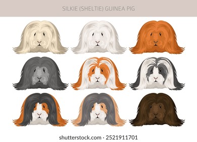 Clipart de conejillo de Indias sedoso. Conjunto de cavidades Sheltie Cavy All coat colors. Pequeños roedores mascota. Ilustración vectorial