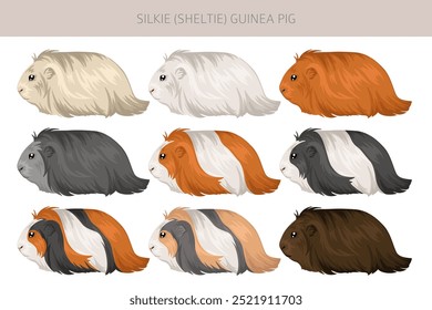 Silkie Guinea pig clipart. Sheltie Cavy All coat colors cavies set. Small Pet Rodents. Vector illustration