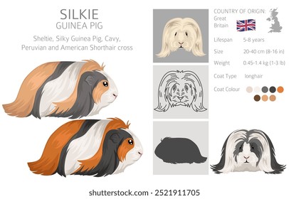 Clipart de porcos da Silkie Guinea. Sheltie Cavy Todas as cores do casaco cavies conjunto. Pequenos roedores de estimação. Ilustração vetorial