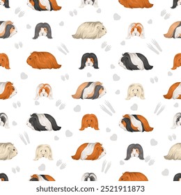 Silkie Guinea pig seamless pattern. Sheltie Cavy All coat colors cavies set. Small Pet Rodents. Vector illustration