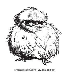 Silkie hen sketch hand drawn in doodle style illustration