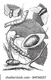 Silkmoth or Bombyx mori, showing (from bottom to top) larva, chrysalis, cocoon, and adult moth, vintage engraved illustration. Trousset encyclopedia (1886 - 1891).