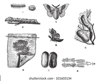 Silkworm or Bombyx mori, showing lifecycle stages, vintage engraved illustration. Dictionary of Words and Things - Larive and Fleury - 1895