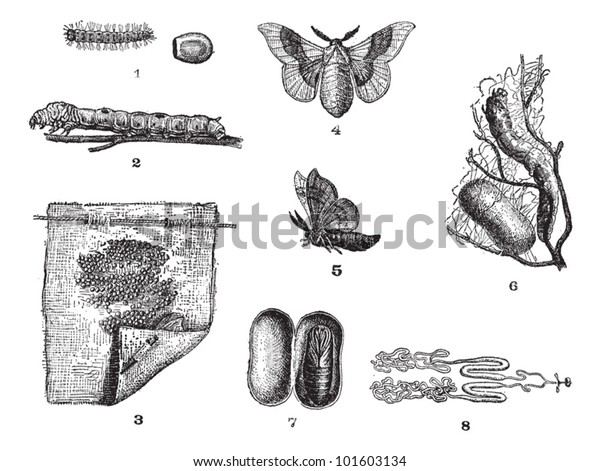 bombyx mori life cycle ppt bombyx mori life cycle ppt
