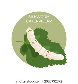 A silkworm caterpillar on a green leaf of a mulberry tree. This is great as a learning tool . Vector illustration, isolated.