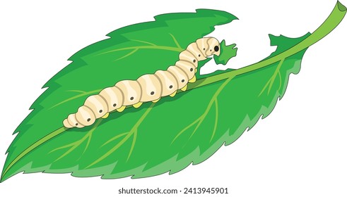 Silkworm isolated on white background