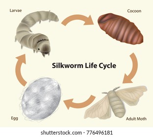 Silkworm Life Cycle. 