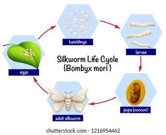 Silkworm Life Cycle Diagram Illustration Stock Vector (Royalty Free ...