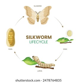 The silkworm life cycle includes egg, larva (caterpillar), pupa (cocoon), and adult moth. Silkworms produce silk during the cocoon stage, which is harvested for textile use.