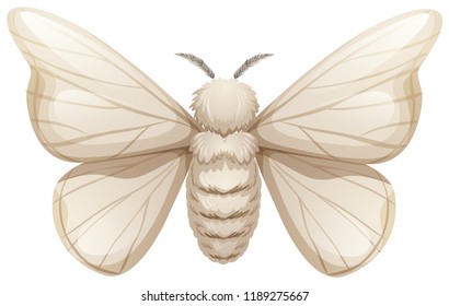 Silkworm on white background illustration