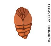 A silkworm pupa on a white background.
