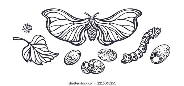 Conjunto de gusanos de seda. Mariposa vectora, oruga, capucha gráfica y polilla adulta. Ilustración de arte aislada en fondo blanco. Esbozo de cosecha