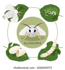 Silkworm. Stages of development of the life cycle. Egg, caterpillar, cocoon, butterfly. It can be used as an educational visual aid. Vector illustration, isolated, white background.