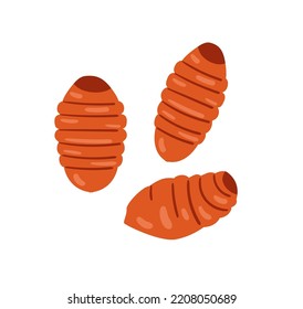 Silkworm vector illustration isolated on white. Edible insects.