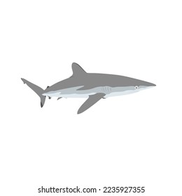 The silky shark, Carcharhinus falciformis, blackspot shark, gray whaler shark, olive shark vector design, png image