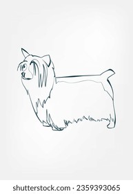 boceto de línea vectorial de raza de perro sedoso