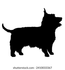 Silky Terrier Dog on the move. Dog in different poses. jumps runs. The dog is sitting. The dog is lying down playing