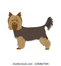 Silky terrier - stylized hand drawn vector illustration. Flat color design.