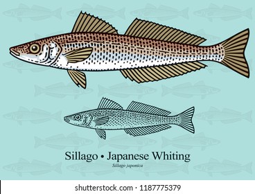 Sillago, Japanese Whiting. Vector illustration with refined details and optimized stroke that allows the image to be used in small sizes (in packaging design, decoration, educational graphics, etc.)