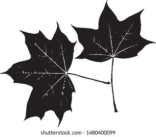 Silouette of a maple leaves