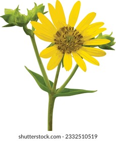 Silphium integrifolium (Rosinweed) Native North American Wildflower