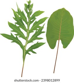 Silphium terebinthinaceum (Prairie Dock) vs Silphium laciniatum (Compass Plant)