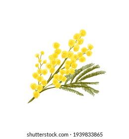 Silver Acacia Or Mimosa Yellow Flower. Vector Illustration