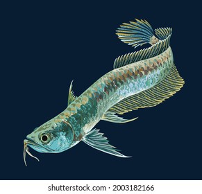 silver arowana fish, beautiful fish, freshwater fish, predator, vector