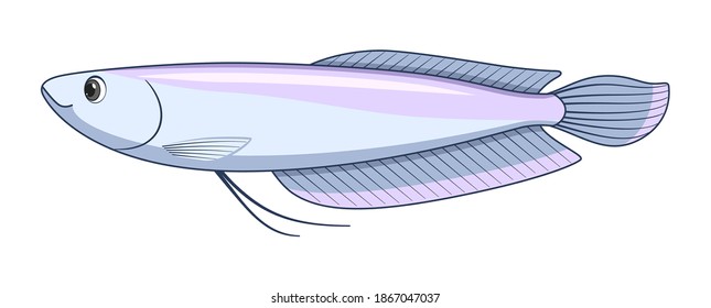 Silver arowana fish on a white background. Cartoon style vector illustration