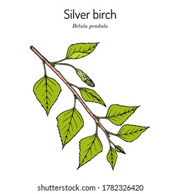 Silver birch (betula pendula) branch with green leaves. Vector illustration