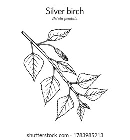 Silver birch (betula pendula) branch with green leaves. Vector illustration