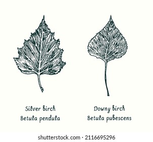 Silver birch (Betula pendula) and Downy-Birch (Betula pubescens) leaves. Ink black and white doodle drawing in woodcut style.