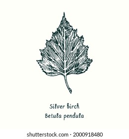 Silver birch (Betula pendula) leaf. Ink black and white doodle drawing in woodcut style.